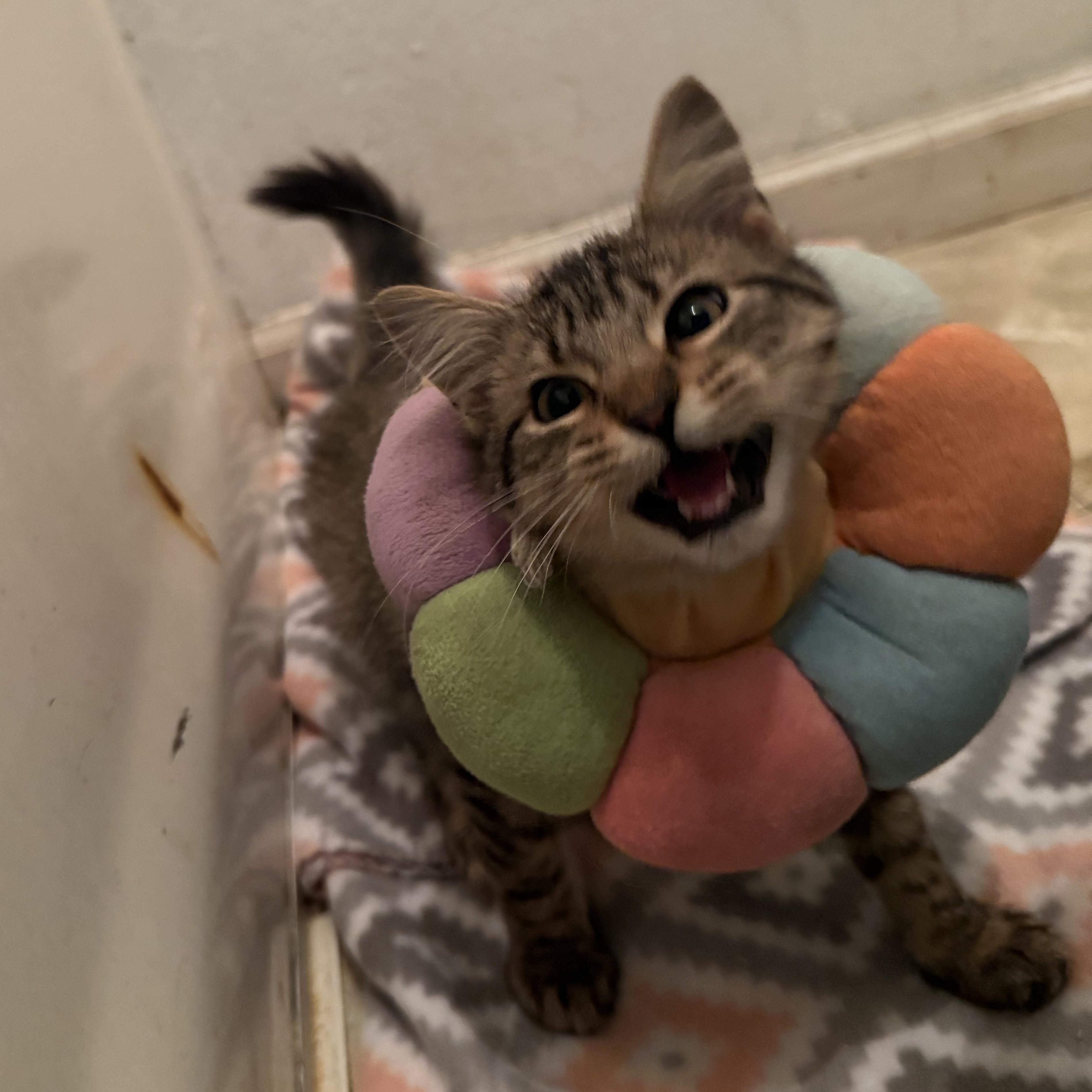 Enlarge Junia, a Adoptable Tabby in Allen, TX image 4/6