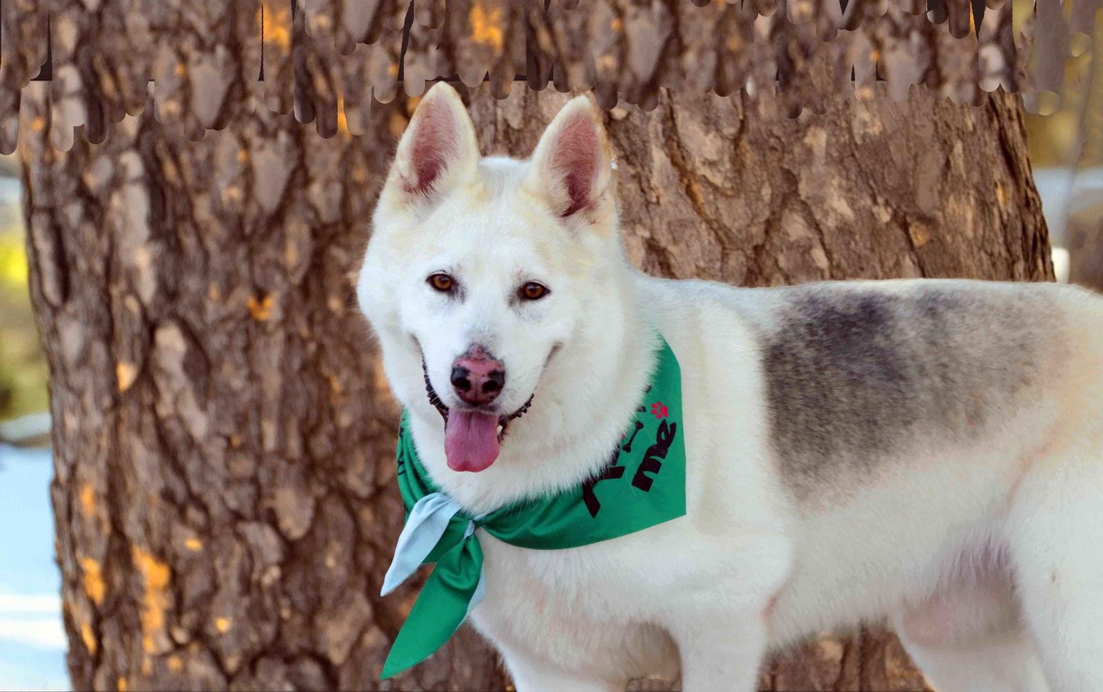 Enlarge Jax, a Adoptable Siberian Husky in Walnut Creek, CA image 1/3