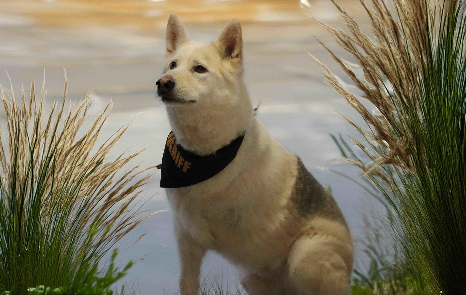 Jax, Adoptable, Adult Male Siberian Husky & Shepherd.