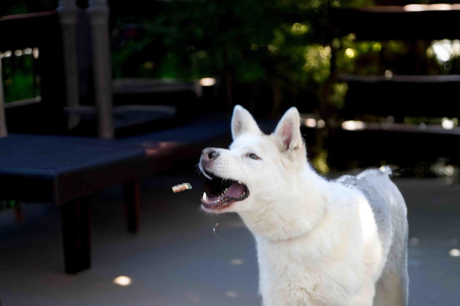 Jax, Adoptable, Adult Male Siberian Husky.