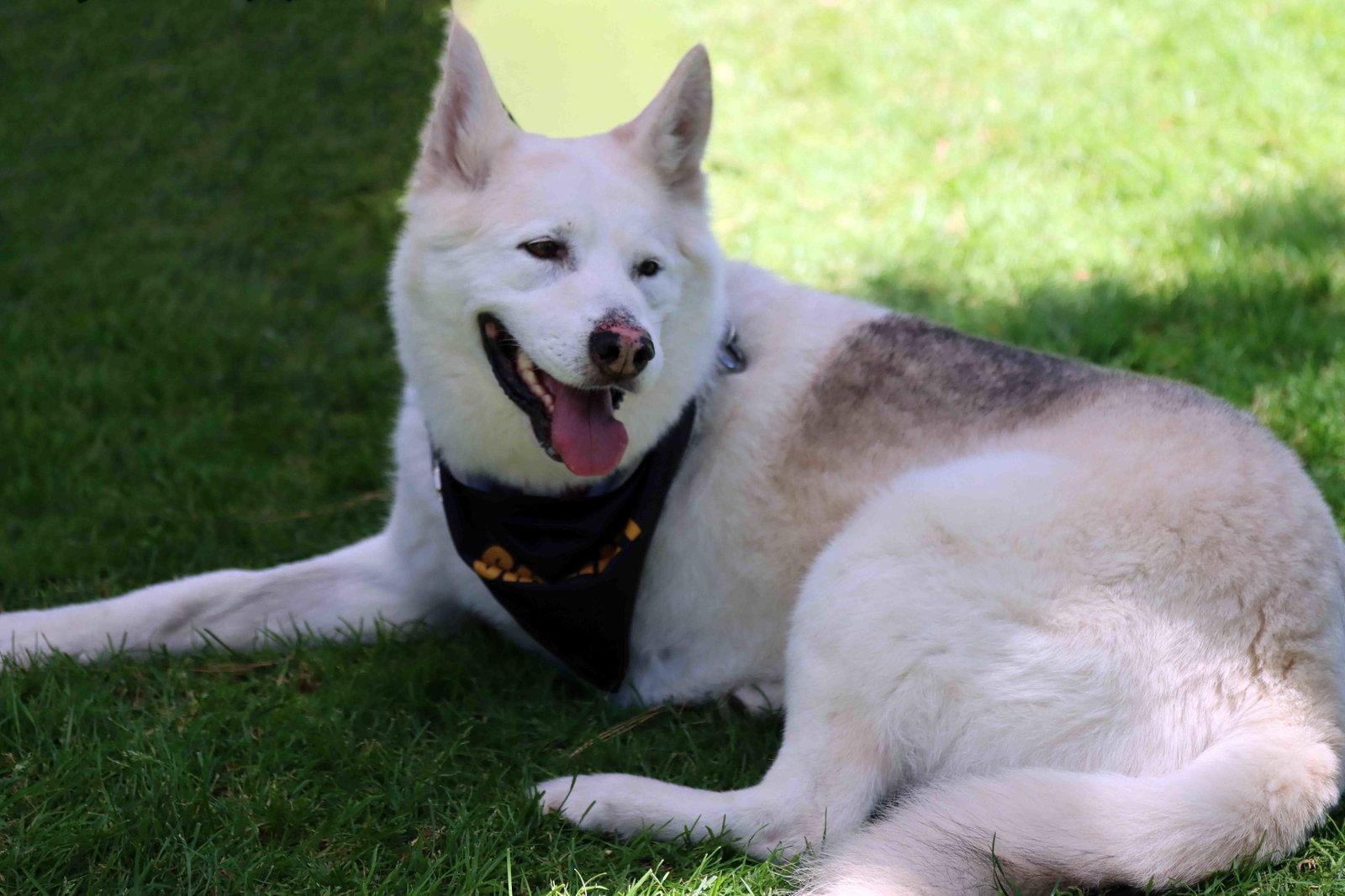Jax, Adoptable, Adult Male Siberian Husky & Shepherd.