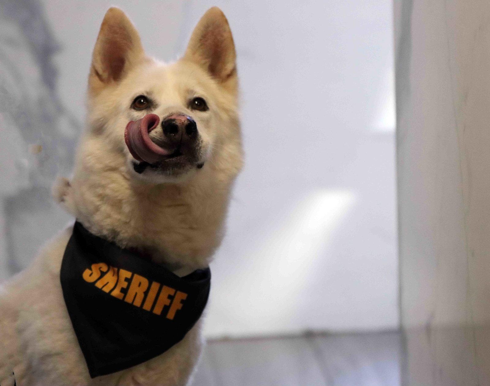 Enlarge Jax, a Adoptable mixed breed in Walnut Creek, CA image 2/3