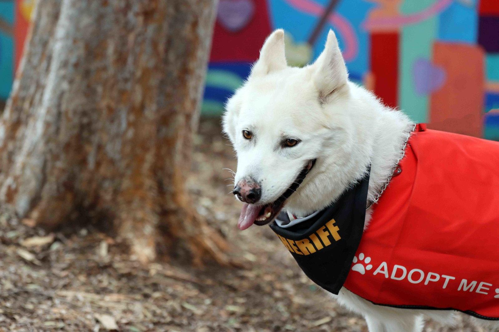 Jax, a Adoptable mixed breed in Walnut Creek, CA image 1/3