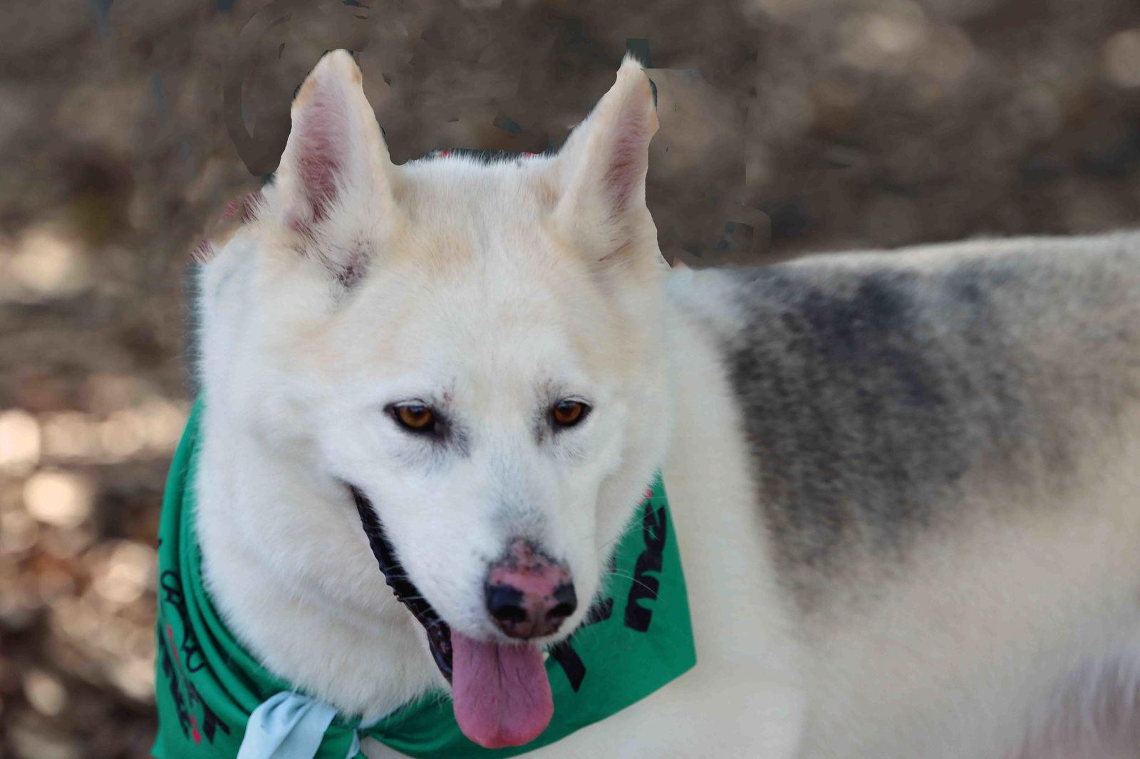 Enlarge Jax, a Adoptable Siberian Husky in Walnut Creek, CA image 2/3