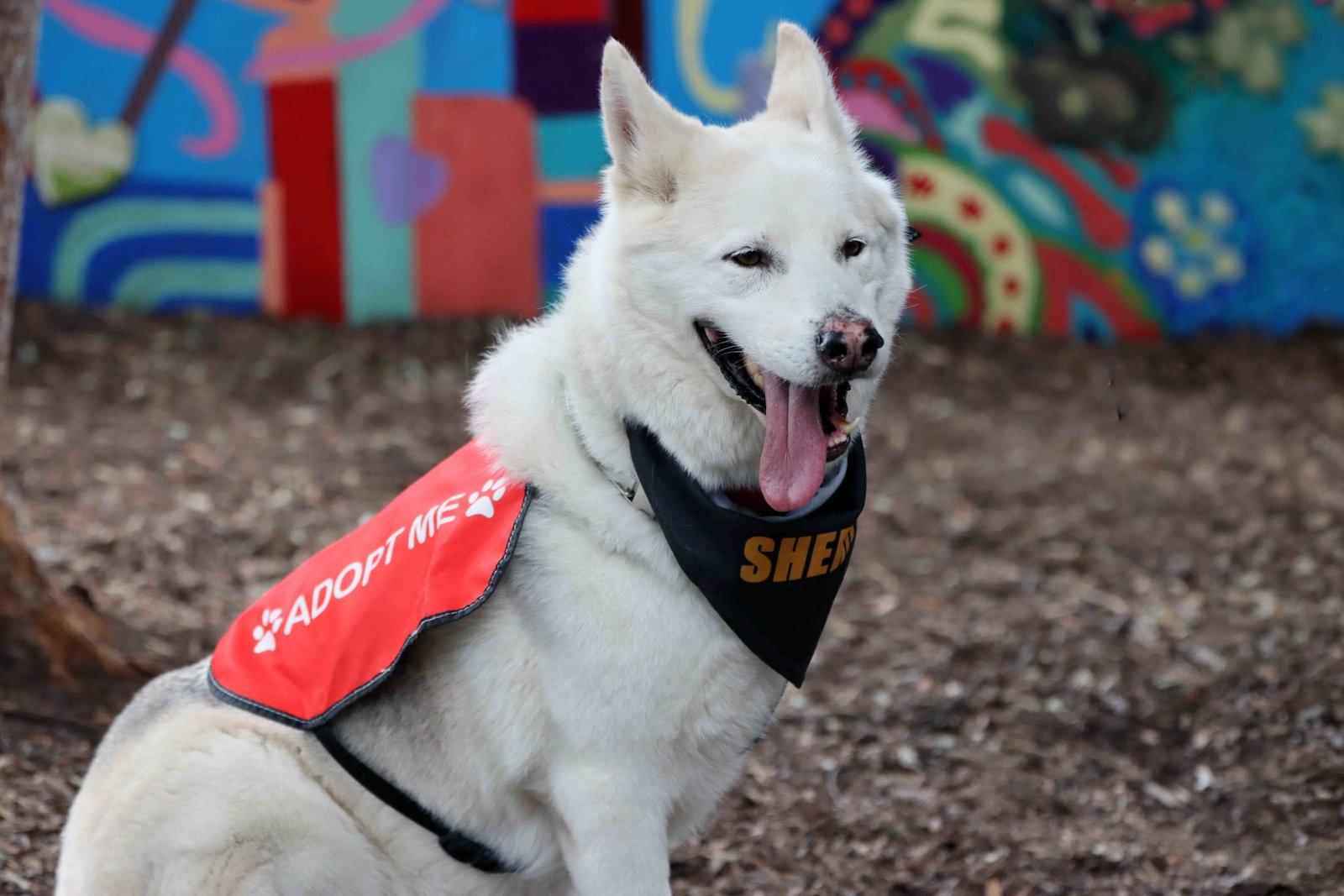Jax, a Adoptable mixed breed in Walnut Creek, CA image 2/3