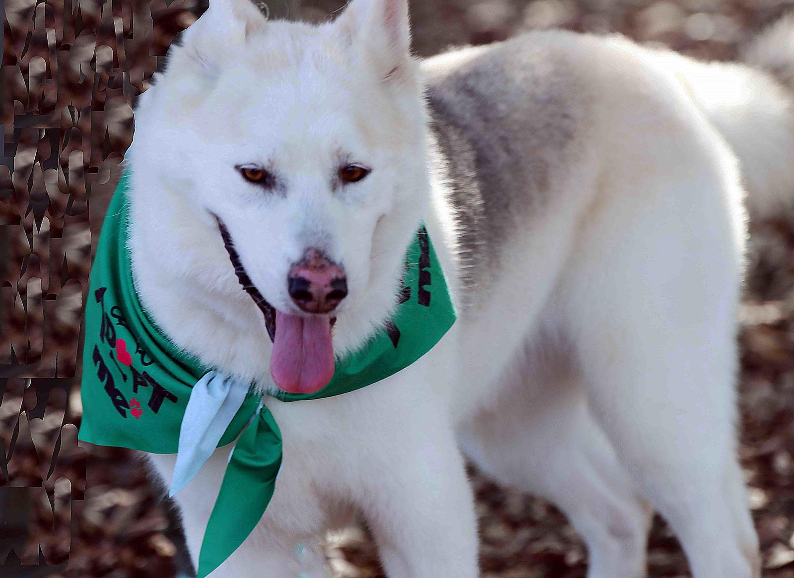 Enlarge Jax, a Adoptable Siberian Husky in Walnut Creek, CA image 3/3