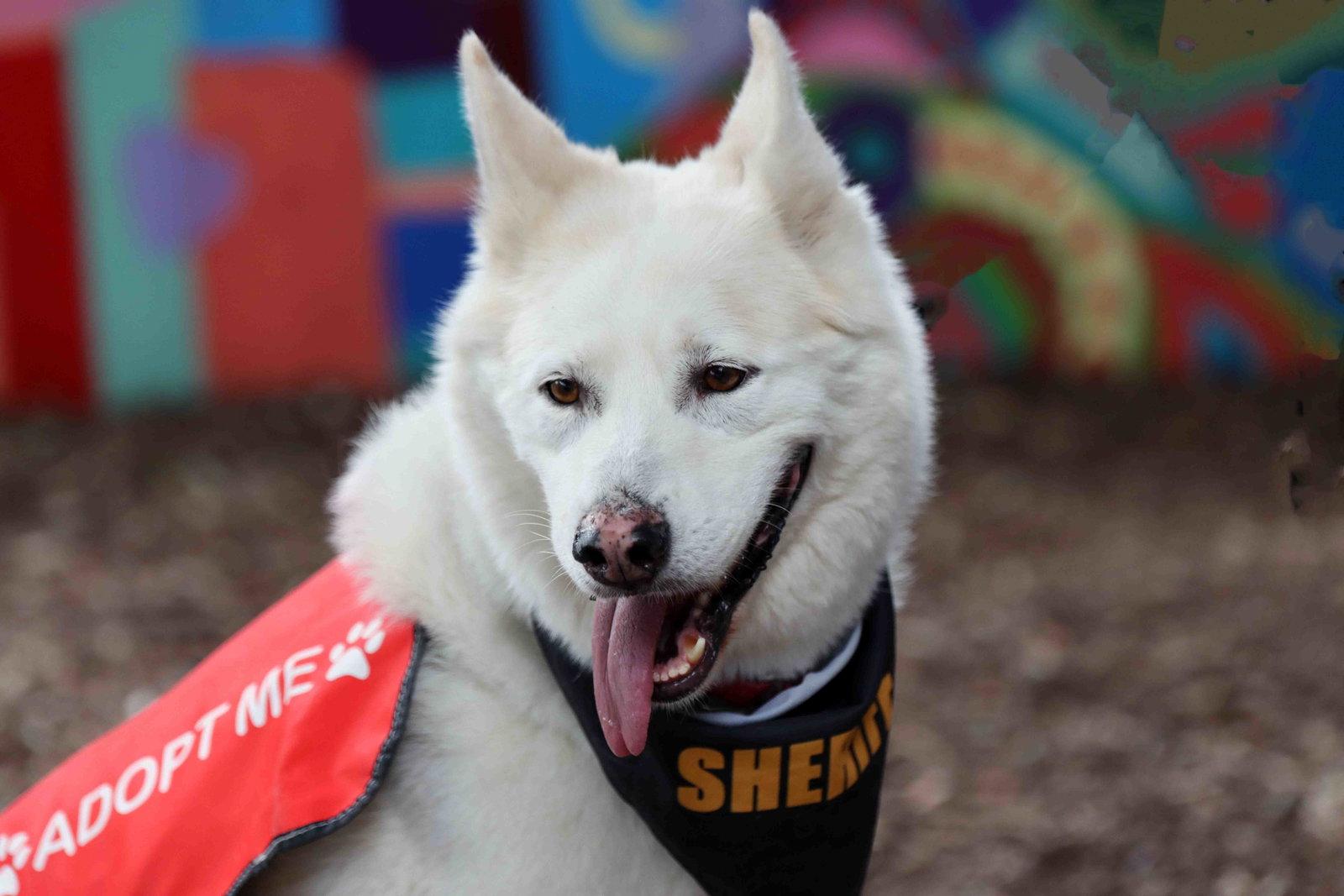 Jax, a Adoptable mixed breed in Walnut Creek, CA image 3/3
