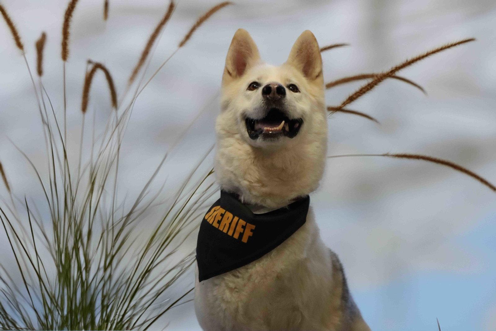 Enlarge Jax, a Adoptable mixed breed in Walnut Creek, CA image 3/3