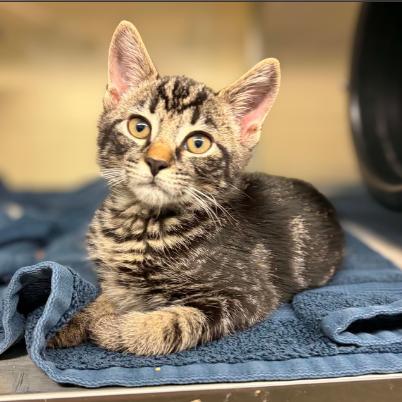 Turnpike, Adoptable, Kitten Male Domestic Short Hair & Domestic Short Hair.