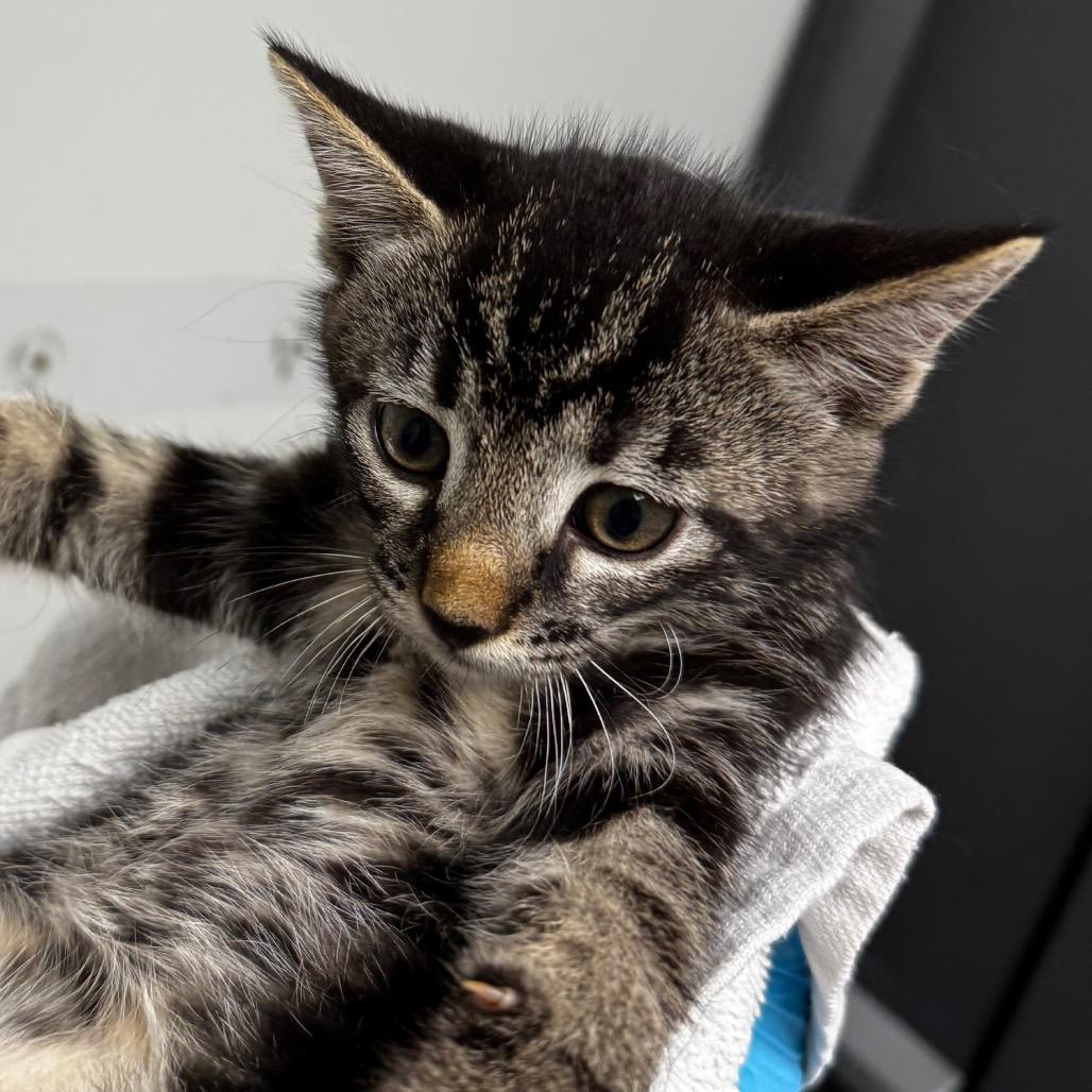 Enlarge Turnpike, a Adoptable mixed breed in Concord, NC image 2/2