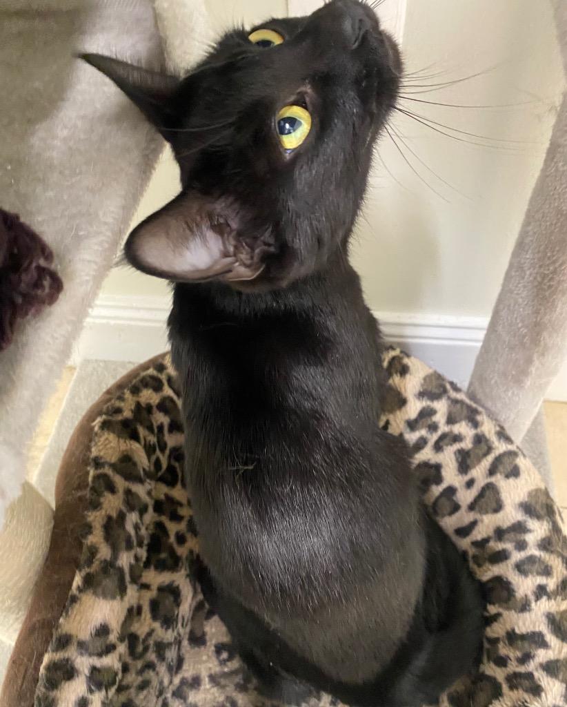 Bug, a Adoptable mixed breed in Fall River, MA image 1/6