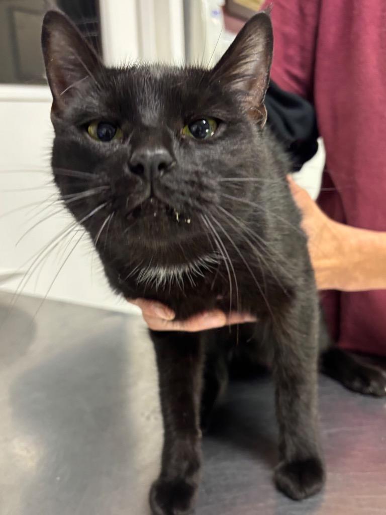 Bug, a Adoptable mixed breed in Fall River, MA image 2/6