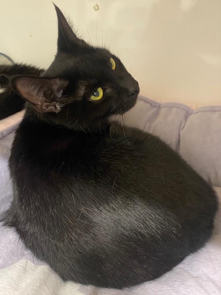 Bug, a Adoptable mixed breed in Fall River, MA image 4/6