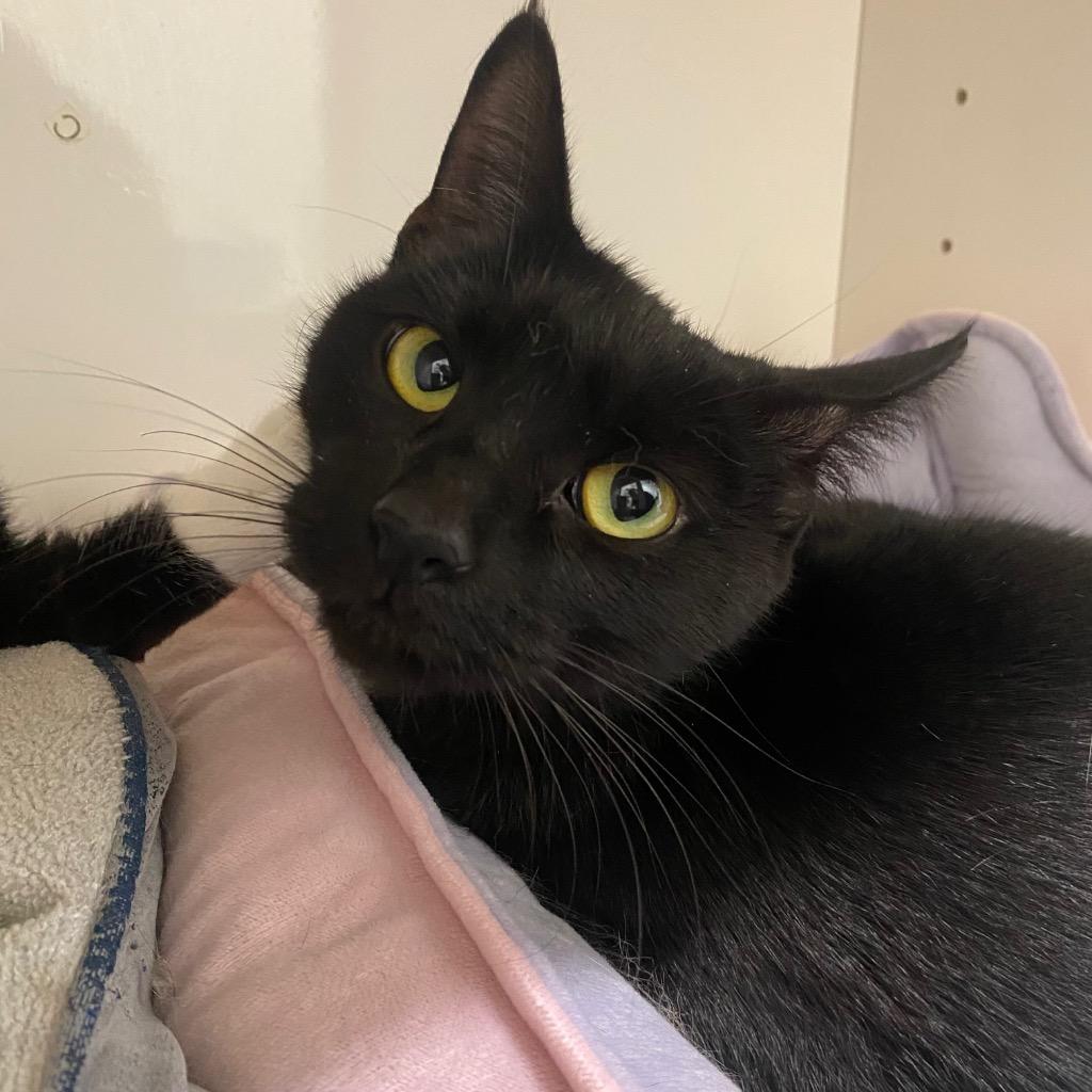 Bug, a Adoptable mixed breed in Fall River, MA image 5/6