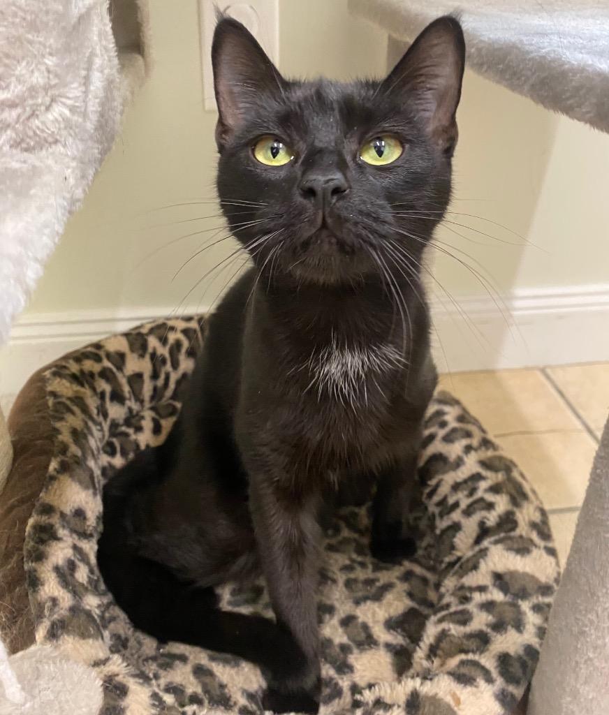 Bug, a Adoptable mixed breed in Fall River, MA image 6/6