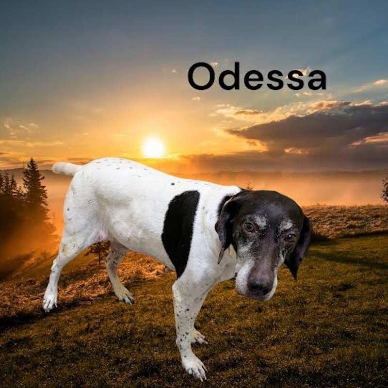 Odessa