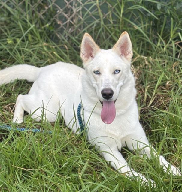 Enlarge IRIS, a Adoptable Siberian Husky in Salinas, CA image 1/1