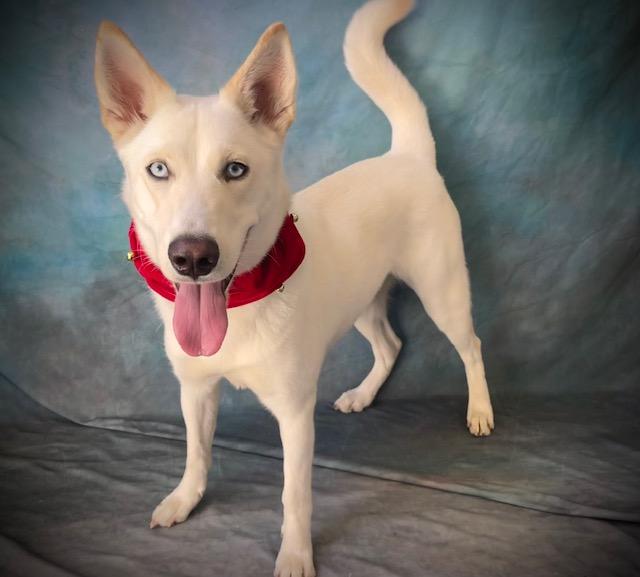 Enlarge IRIS, a Adoptable Siberian Husky in Salinas, CA image 1/1