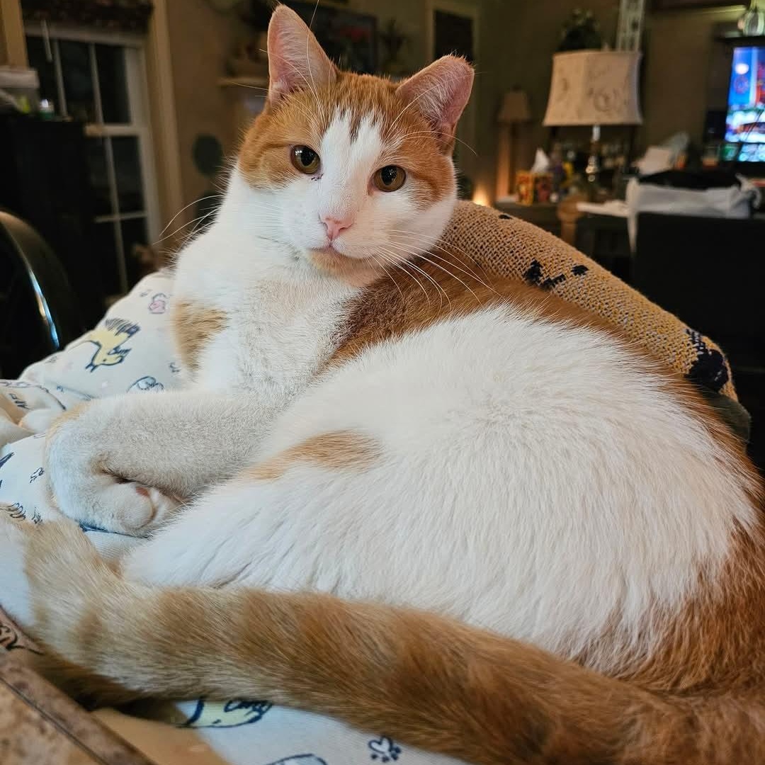 Ernie, a Adoptable Domestic Short Hair in New Cumberland, PA image 1/5