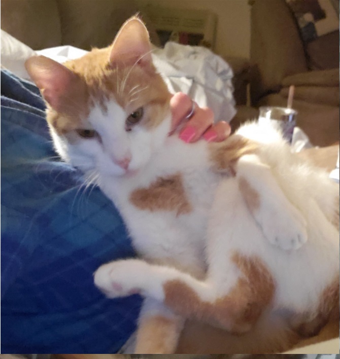 Ernie, a Adoptable Domestic Short Hair in New Cumberland, PA image 2/5