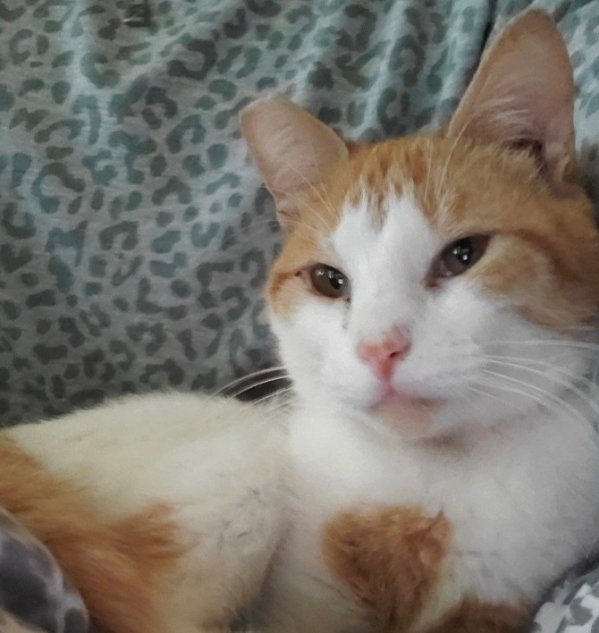 Ernie, a Adoptable Domestic Short Hair in New Cumberland, PA image 3/5