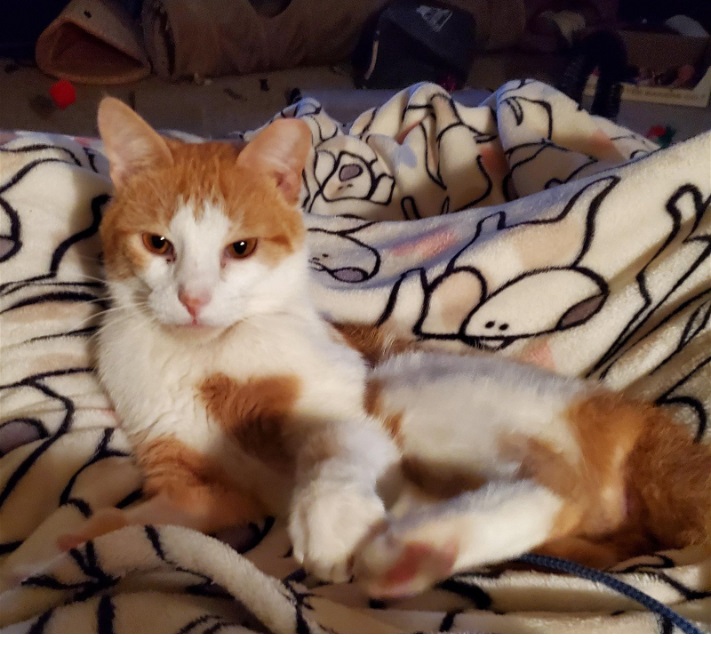 Ernie, a Adoptable Domestic Short Hair in New Cumberland, PA image 4/5