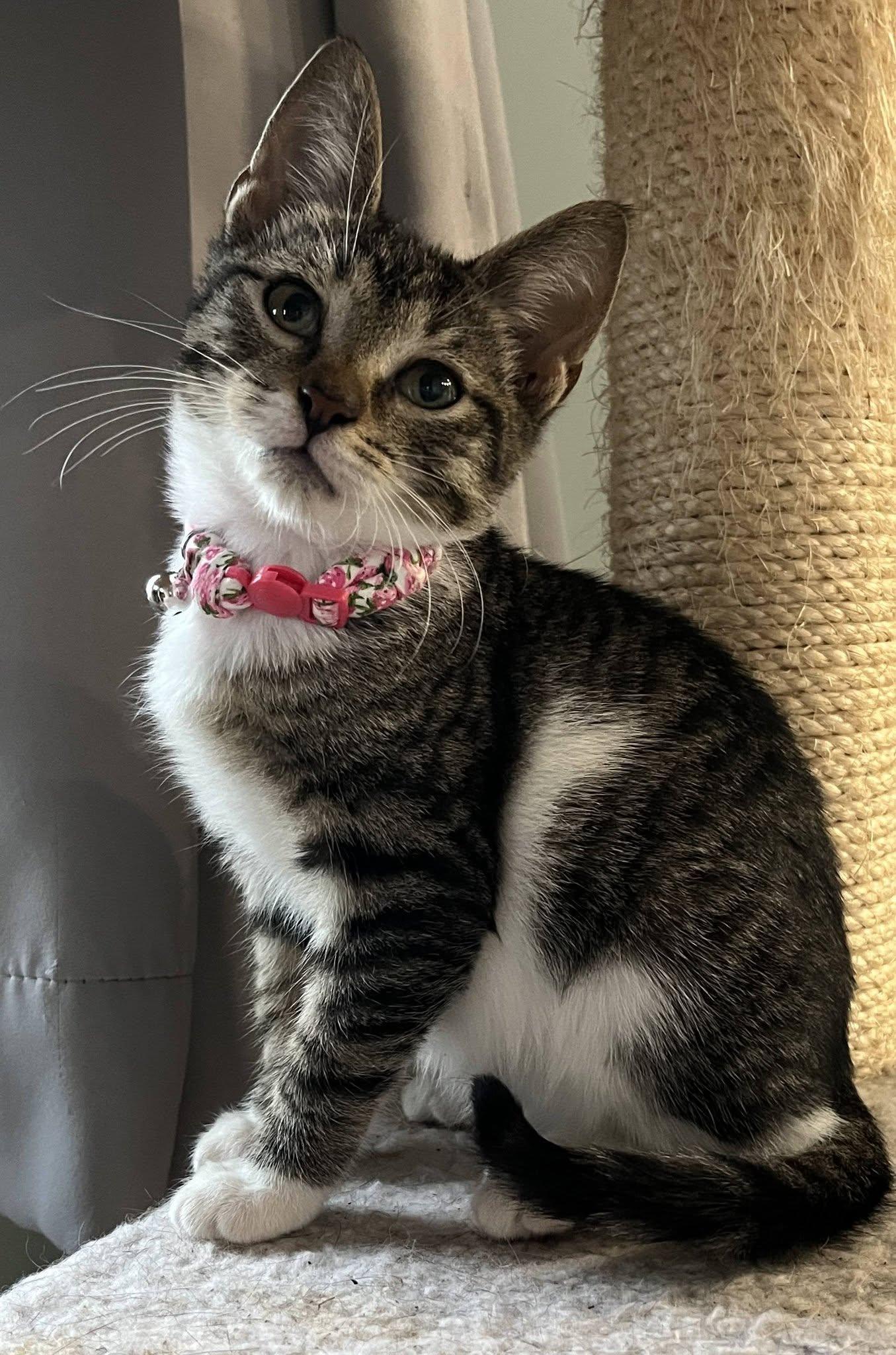 Sphinx, Adoptable, Kitten Female American Shorthair.