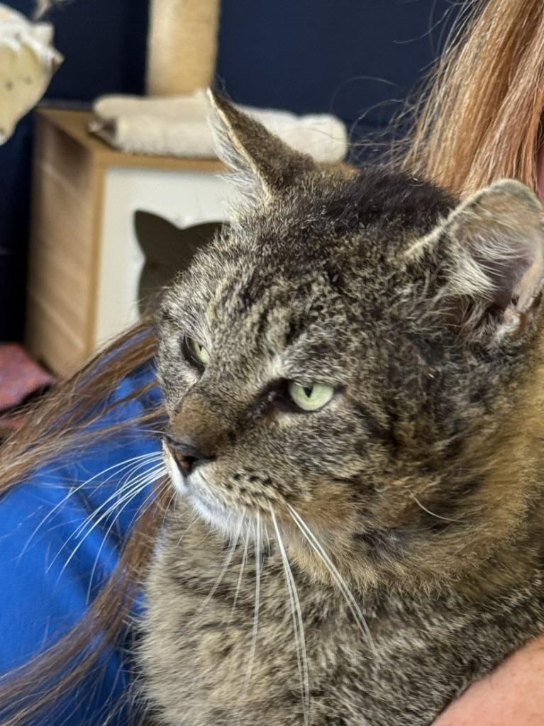 EGGROLL, Adoptable, Adult Male Domestic Short Hair.