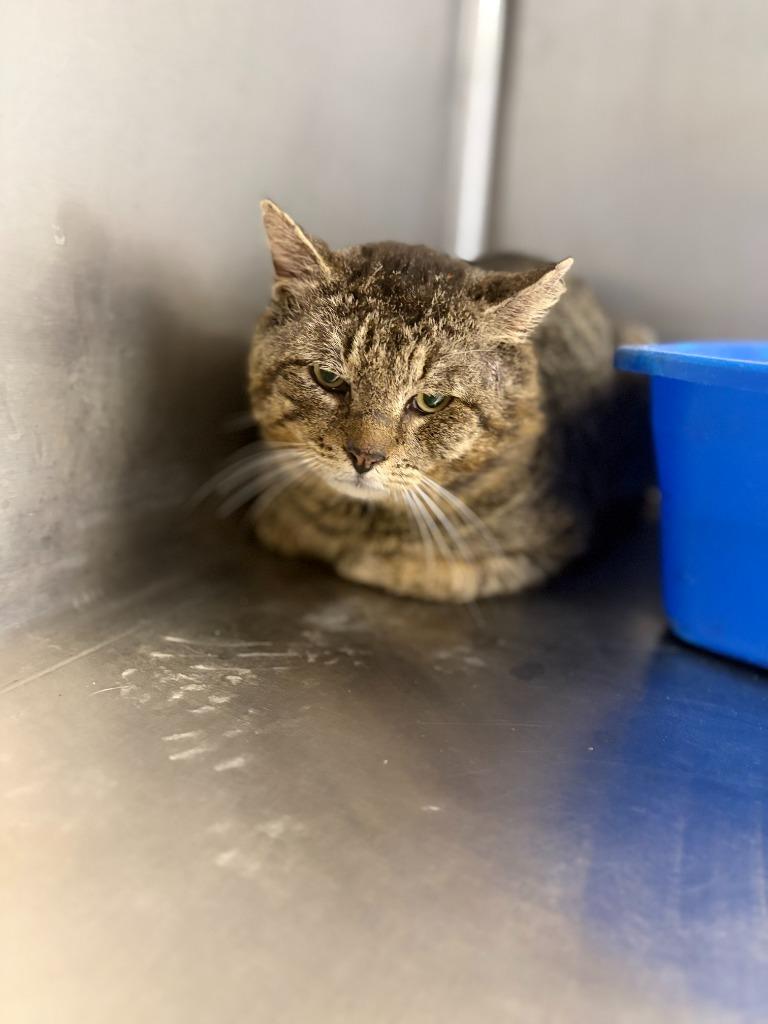 Enlarge EGGROLL, a Adoptable mixed breed in Athens, AL image 2/4