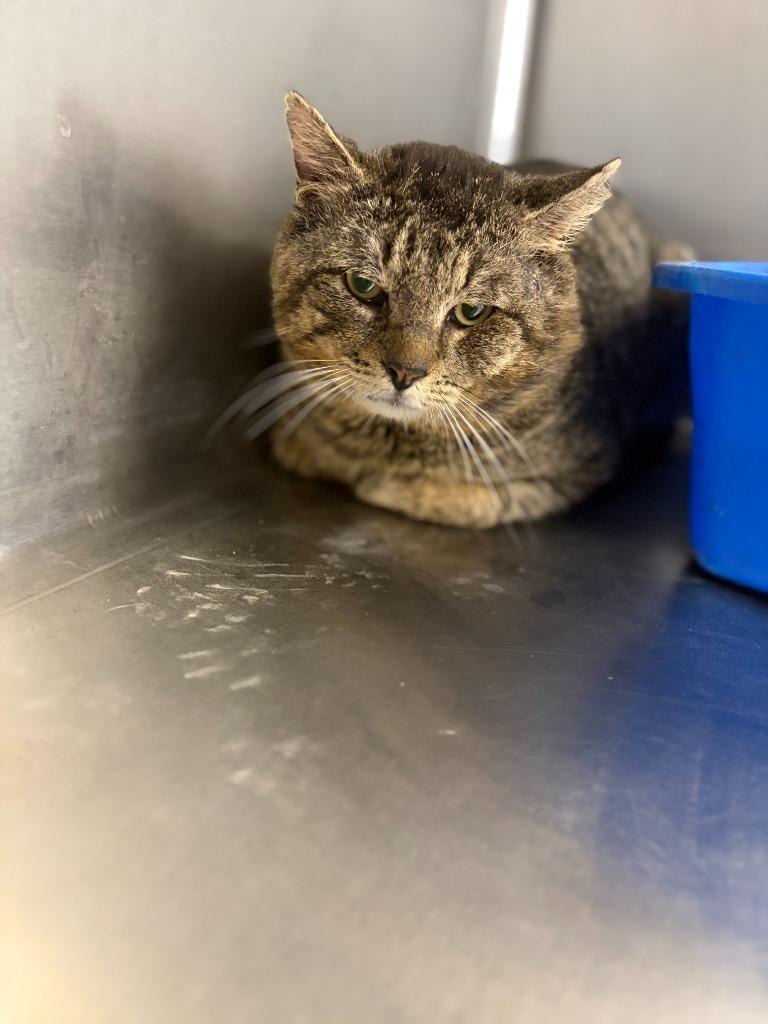 Enlarge EGGROLL, a Adoptable mixed breed in Athens, AL image 3/4