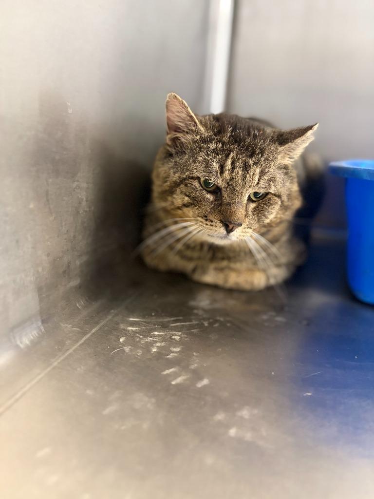 Enlarge EGGROLL, a Adoptable mixed breed in Athens, AL image 4/4