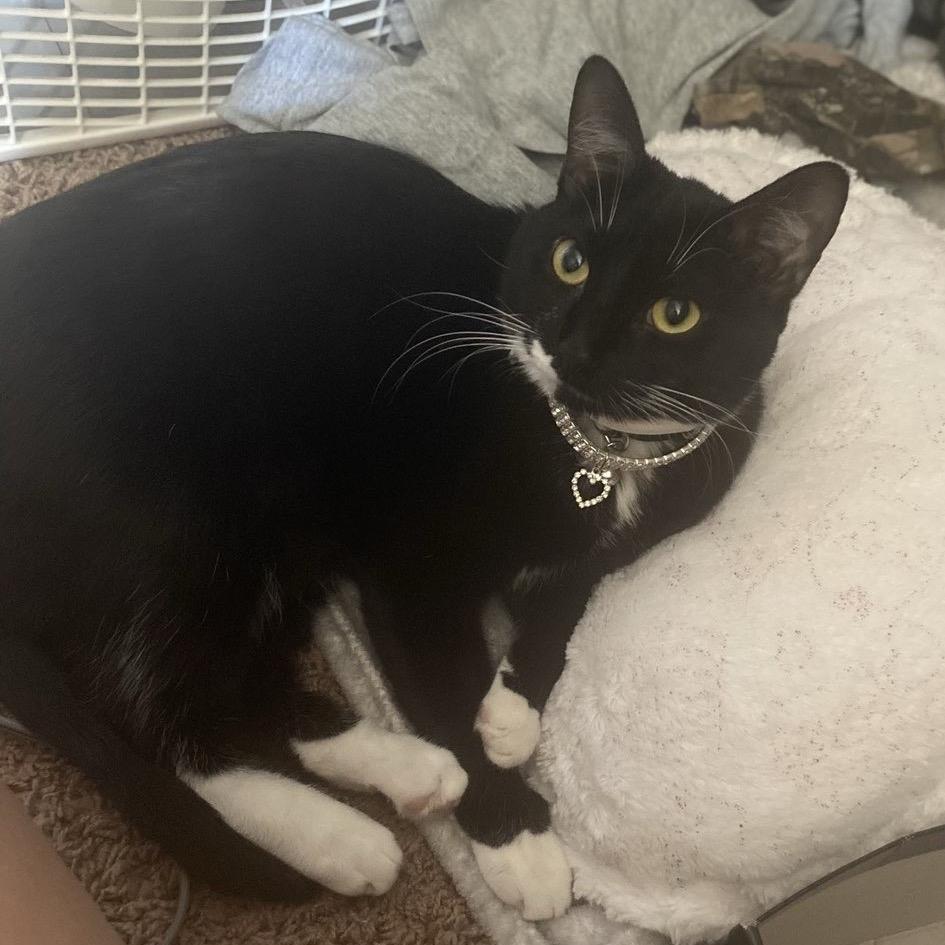 Enlarge Rosie, a Adoptable American Shorthair in Rochester, MN image 1/6