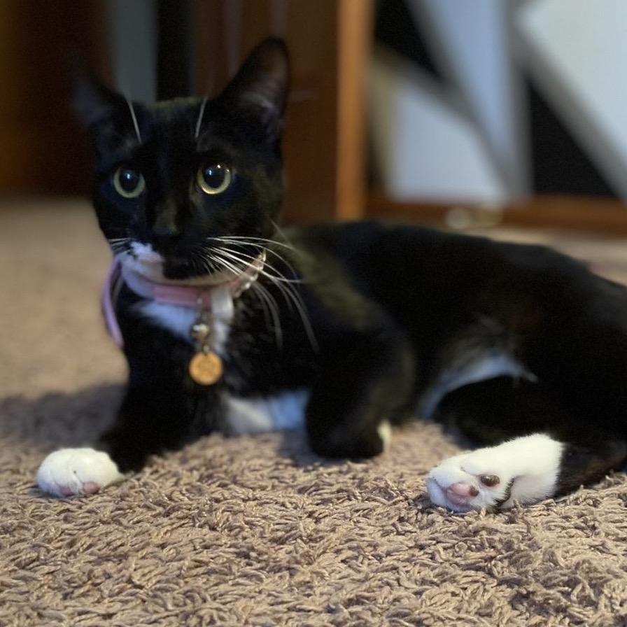 Enlarge Rosie, a Adoptable American Shorthair in Rochester, MN image 2/6