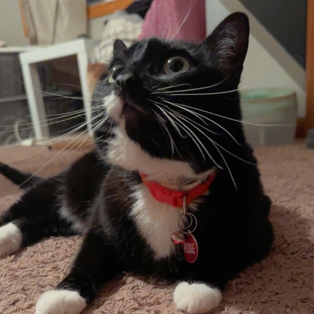 Enlarge Rosie, a Adoptable American Shorthair in Rochester, MN image 3/6