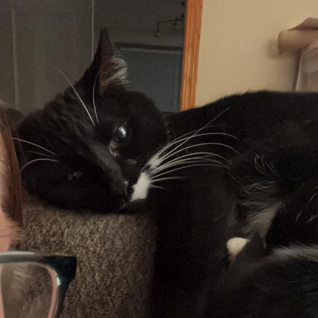 Enlarge Rosie, a Adoptable American Shorthair in Rochester, MN image 4/6