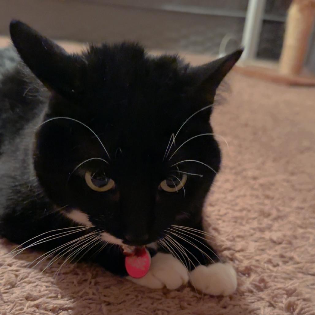 Enlarge Rosie, a Adoptable American Shorthair in Rochester, MN image 5/6