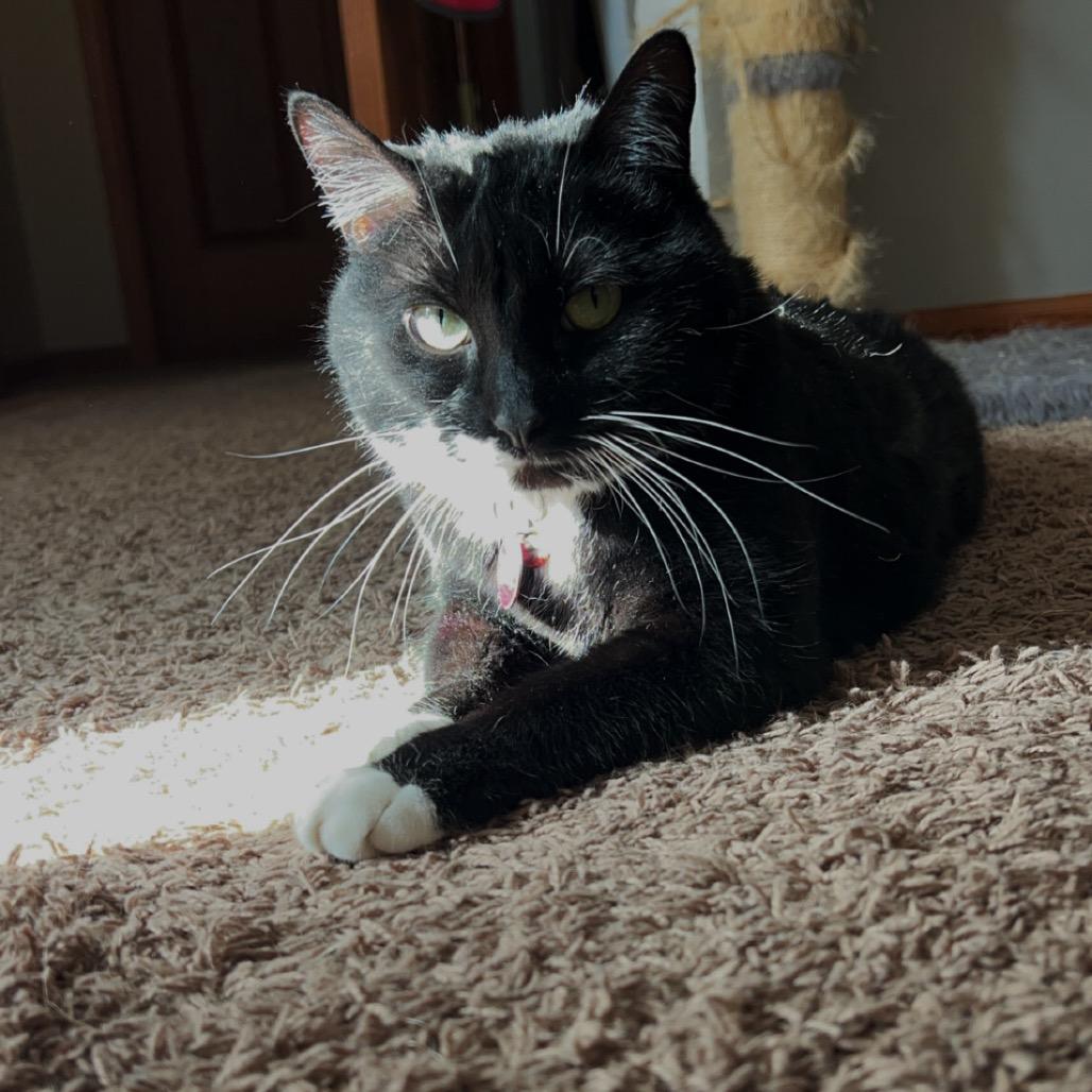 Enlarge Rosie, a Adoptable American Shorthair in Rochester, MN image 6/6
