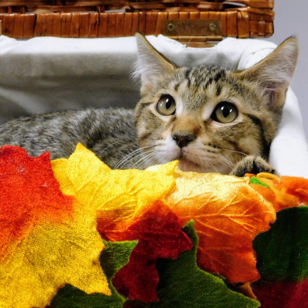 Enlarge Little John Todd, a Adoptable Domestic Short Hair in Canton, IL image 3/6