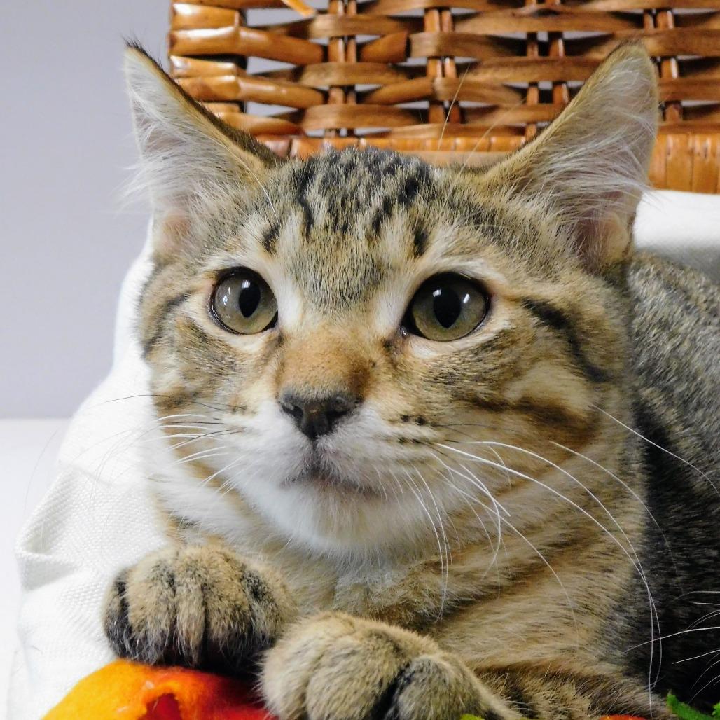 Enlarge Little John Todd, a Adoptable Domestic Short Hair in Canton, IL image 4/6