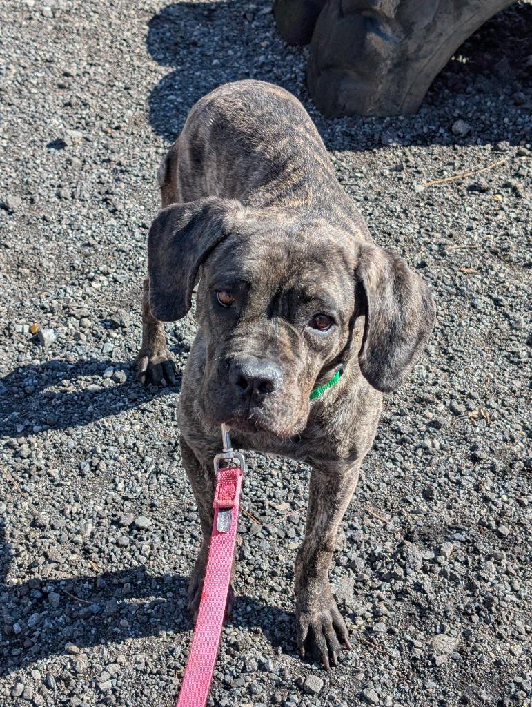 Enlarge Artemis, a Adoptable mixed breed in Fall River, MA image 1/6