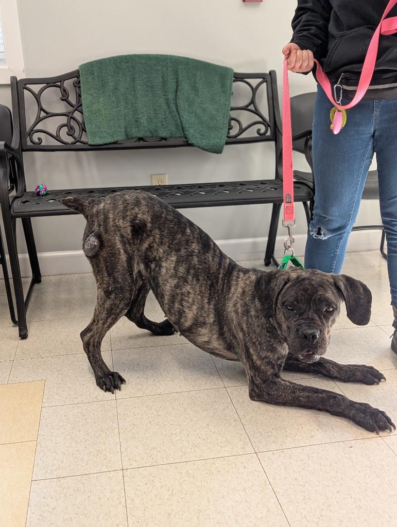 Enlarge Artemis, a Adoptable mixed breed in Fall River, MA image 2/6