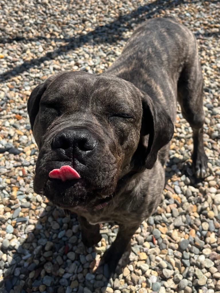 Enlarge Artemis, a Adoptable mixed breed in Fall River, MA image 3/6