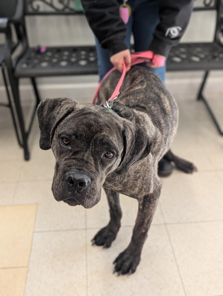 Enlarge Artemis, a Adoptable mixed breed in Fall River, MA image 4/6