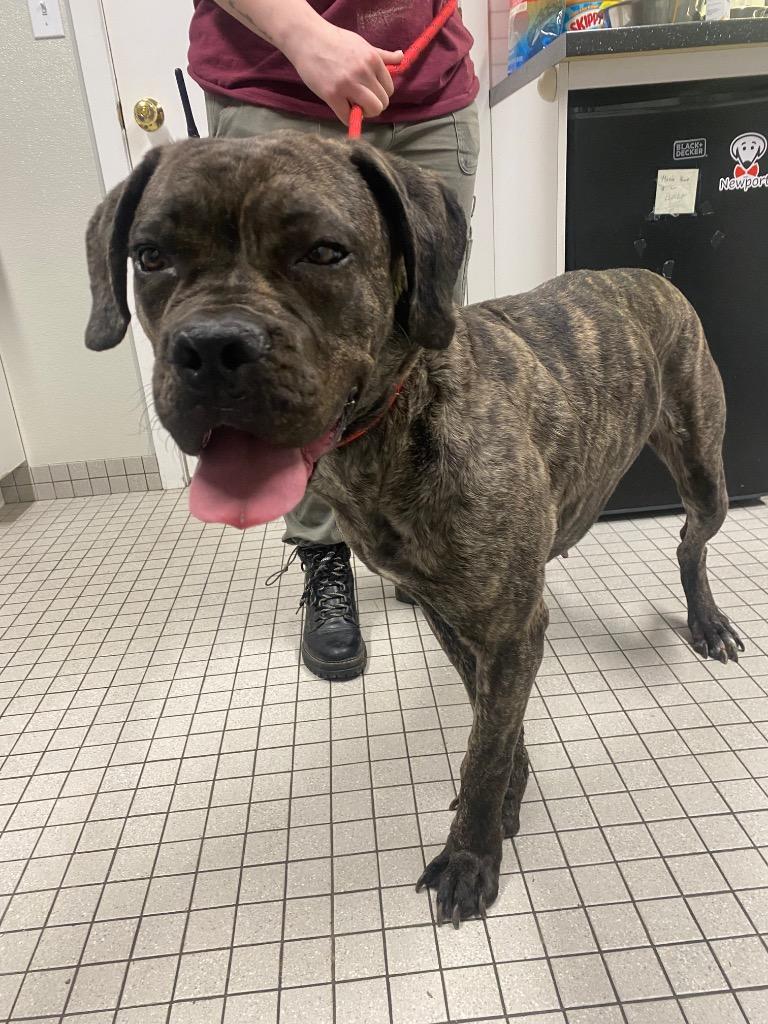 Enlarge Artemis, a Adoptable mixed breed in Fall River, MA image 5/6