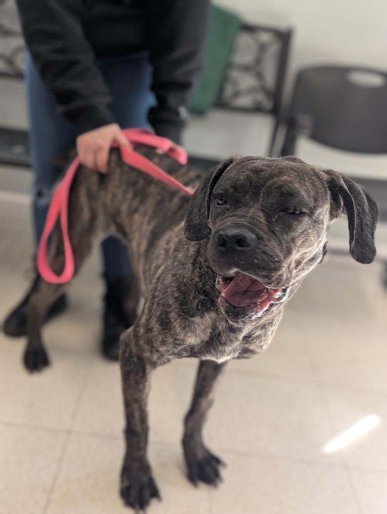 Enlarge Artemis, a Adoptable mixed breed in Fall River, MA image 6/6