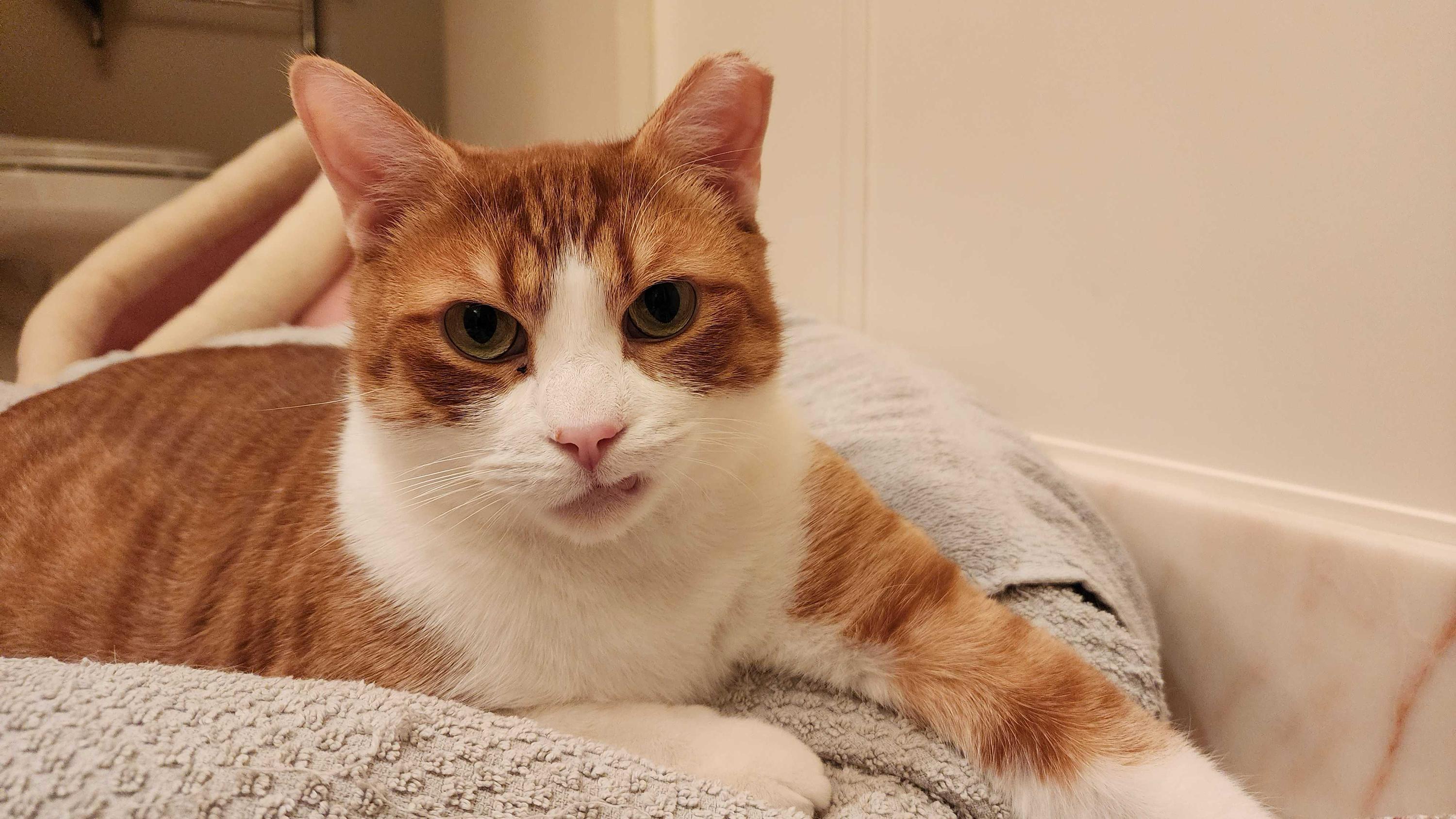 Hemingway, a Adoptable Domestic Short Hair in Toronto, ON image 6/6