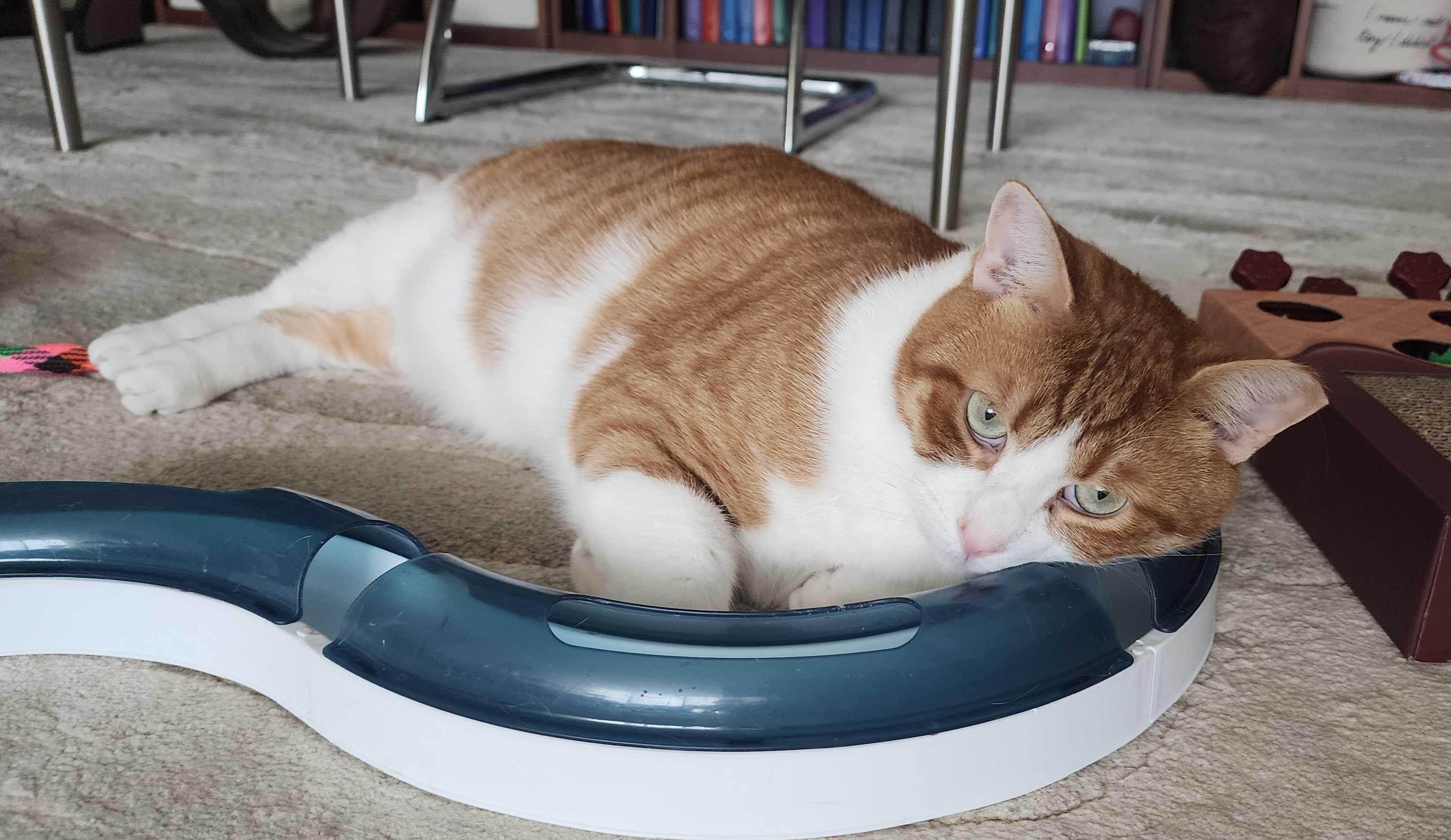 Hemingway, a Adoptable Domestic Short Hair in Toronto, ON image 4/6