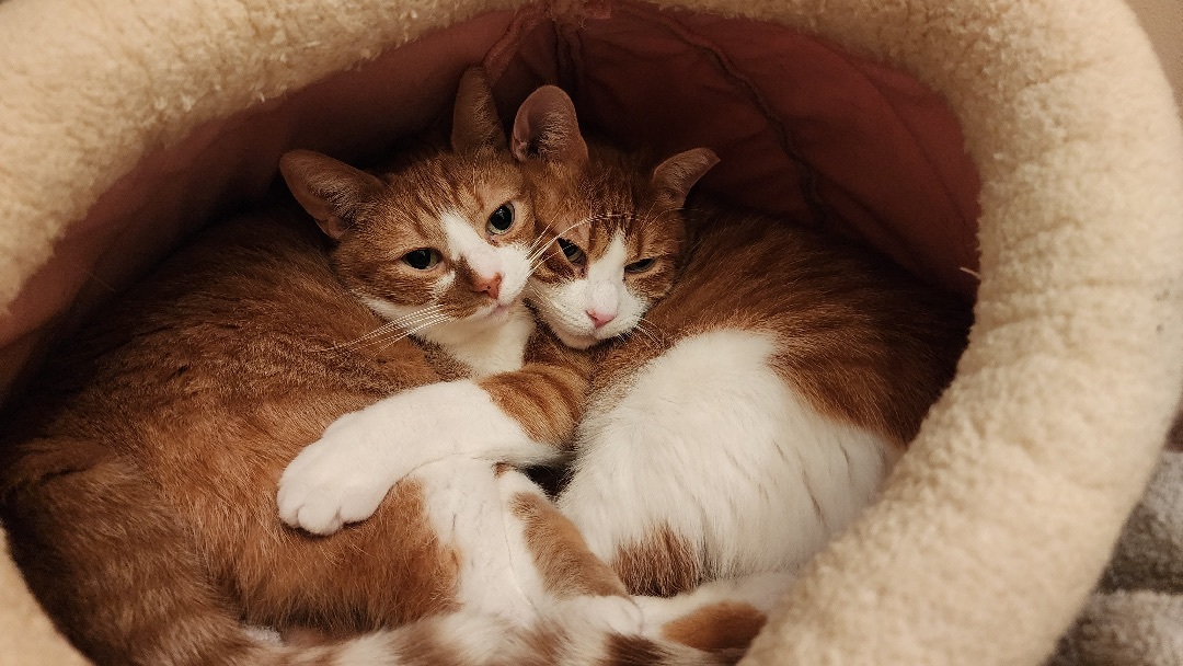 Hemingway, a Adoptable Domestic Short Hair in Toronto, ON image 3/6