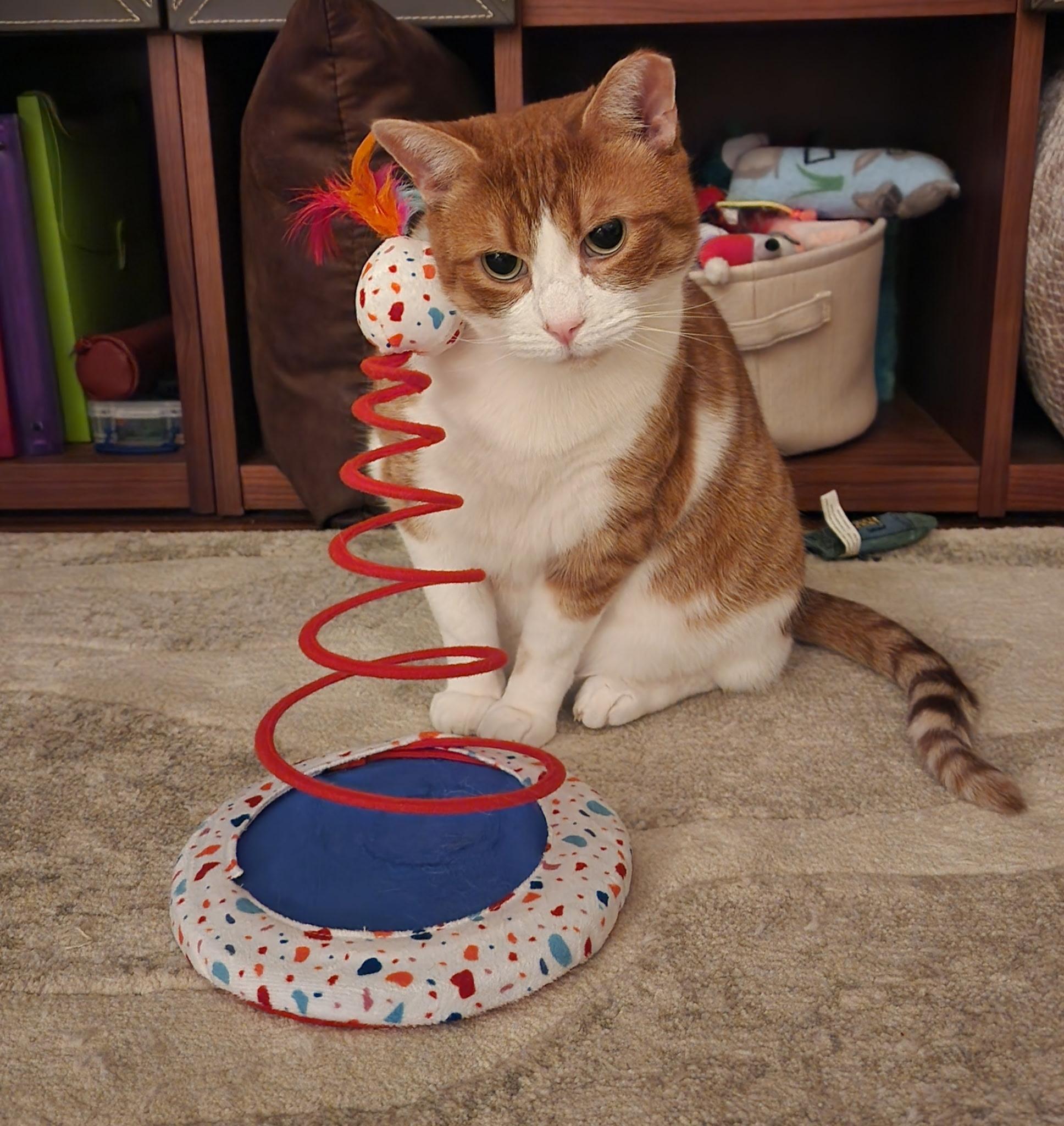 Hemingway, a Adoptable Domestic Short Hair in Toronto, ON image 1/6