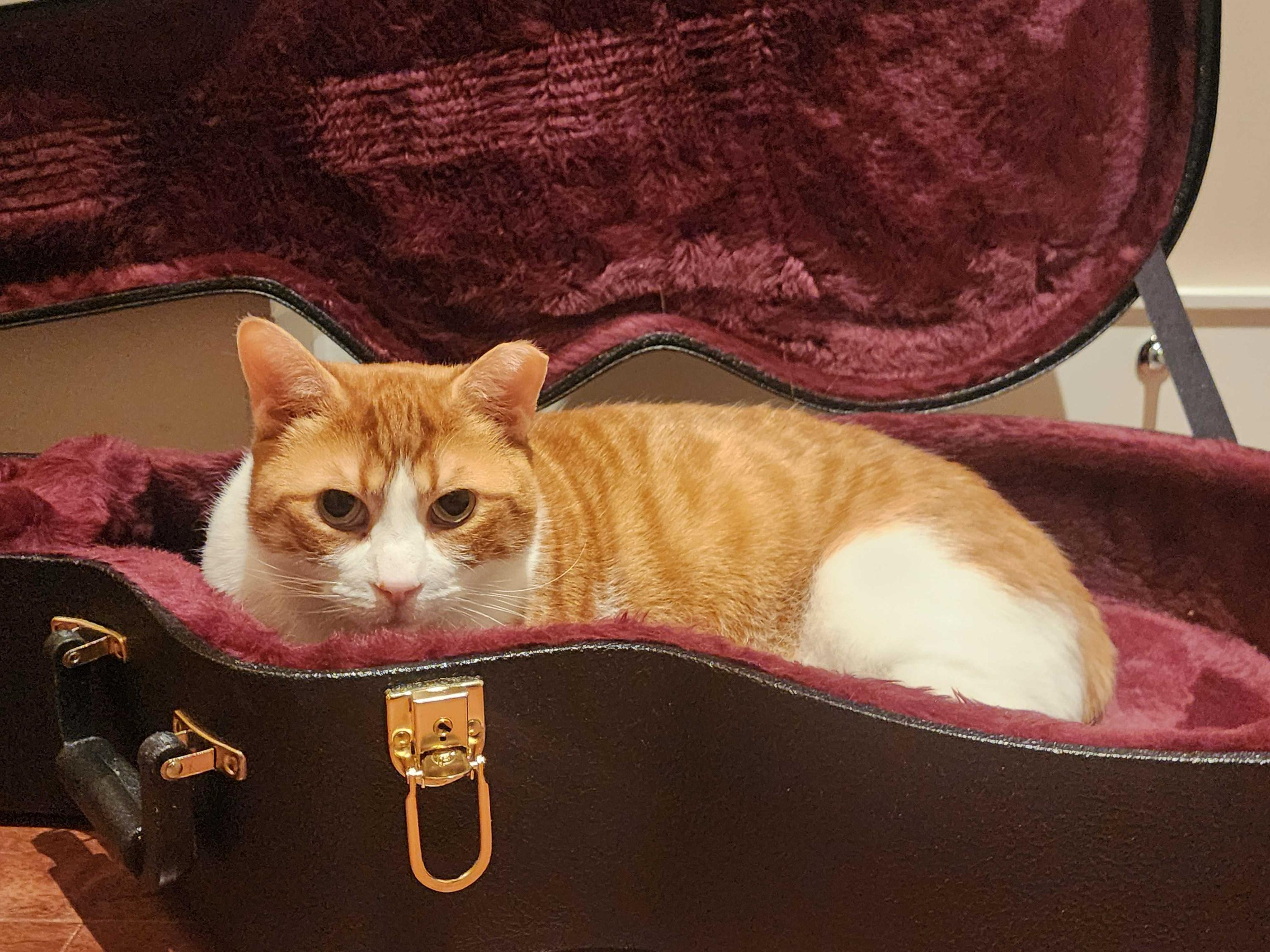 Hemingway, a Adoptable Domestic Short Hair in Toronto, ON image 5/6